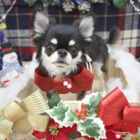 【池下店】2018年12月10日のワンちゃん達♪