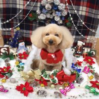 【池下店】2018年12月12日のワンちゃん達♪