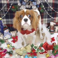 【池下店】2018年12月13日のワンちゃん達♪