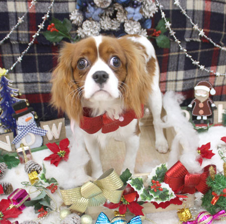 【池下店】2018年12月13日のワンちゃん達♪