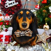 【山手店】2018年12月1日のワンちゃん達♪