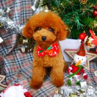 【山手店】2018年12月2日のワンちゃん達♪