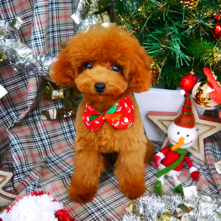 【山手店】2018年12月2日のワンちゃん達♪