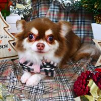 【山手店】2018年12月3日のワンちゃん達♪