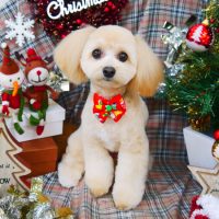 【山手店】2018年12月6日のワンちゃん達♪