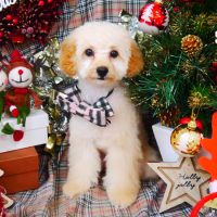 【山手店】2018年12月7日のワンちゃん達♪