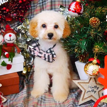 【山手店】2018年12月7日のワンちゃん達♪