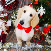 【山手店】2018年12月8日のワンちゃん達♪