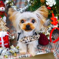 【山手店】2018年12月9日のワンちゃん達♪