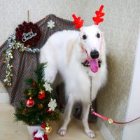 【山手店】2018年12月10日のワンちゃん達♪