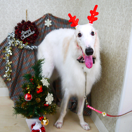 【山手店】2018年12月10日のワンちゃん達♪