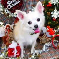 【山手店】2018年12月12日のワンちゃん達♪