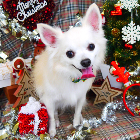 【山手店】2018年12月12日のワンちゃん達♪