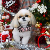 【山手店】2018年12月13日のワンちゃん達♪