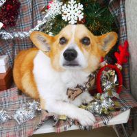 【山手店】2018年12月14日のワンちゃん達♪