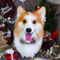 【山手店】2018年12月15日のワンちゃん達♪