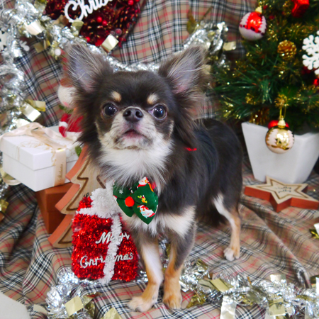 【山手店】2018年12月16日のワンちゃん達♪