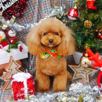 【山手店】2018年12月17日のワンちゃん達♪