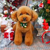 【山手店】2018年12月20日のワンちゃん達♪