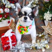 【山手店】2018年12月21日のワンちゃん達♪