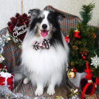 【山手店】2018年12月22日のワンちゃん達♪