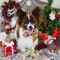 【山手店】2018年12月23日のワンちゃん達♪