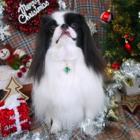 【山手店】2018年12月24日のワンちゃん達♪