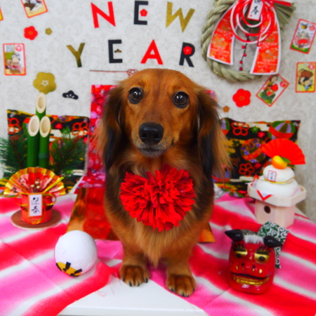 【山手店】2018年12月27日のワンちゃん達♪