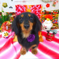 【山手店】2018年12月28日のワンちゃん達♪