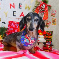 【山手店】2018年12月29日のワンちゃん達♪