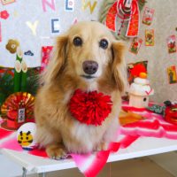 【山手店】2018年12月30日のワンちゃん達♪