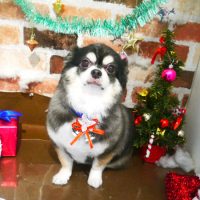 【本店】2018年12月1日のワンちゃん達♪