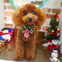 【本店】2018年12月3日のワンちゃん達♪