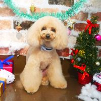 【本店】2018年12月5日のワンちゃん達♪