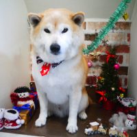 【本店】2018年12月6日のワンちゃん達♪