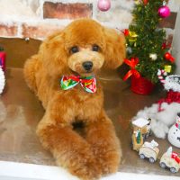 【本店】2018年12月7日のワンちゃん達♪