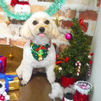 【本店】2018年12月9日のワンちゃん達♪