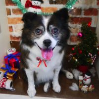 【本店】2018年12月10日のワンちゃん達♪