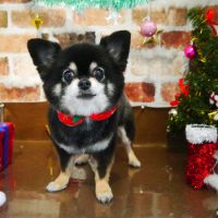 【本店】2018年12月12日のワンちゃん達♪