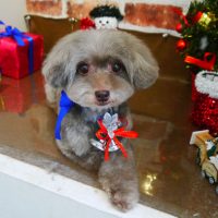 【本店】2018年12月13日のワンちゃん達♪