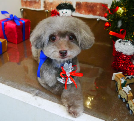 【本店】2018年12月13日のワンちゃん達♪