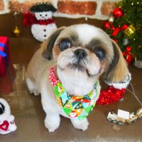 【本店】2018年12月14日のワンちゃん達♪