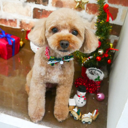 【本店】2018年12月15日のワンちゃん達♪