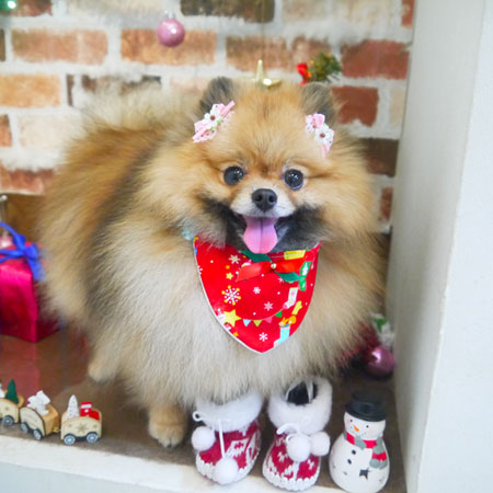 【本店】2018年12月16日のワンちゃん達♪