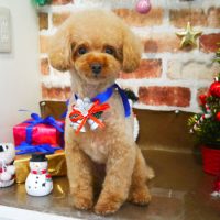 【本店】2018年12月17日のワンちゃん達♪