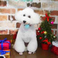 【本店】2018年12月19日のワンちゃん達♪