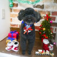 【本店】2018年12月20日のワンちゃん達♪