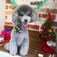 【本店】2018年12月21日のワンちゃん達♪