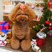 【本店】2018年12月22日のワンちゃん達♪