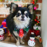 【本店】2018年12月23日のワンちゃん達♪